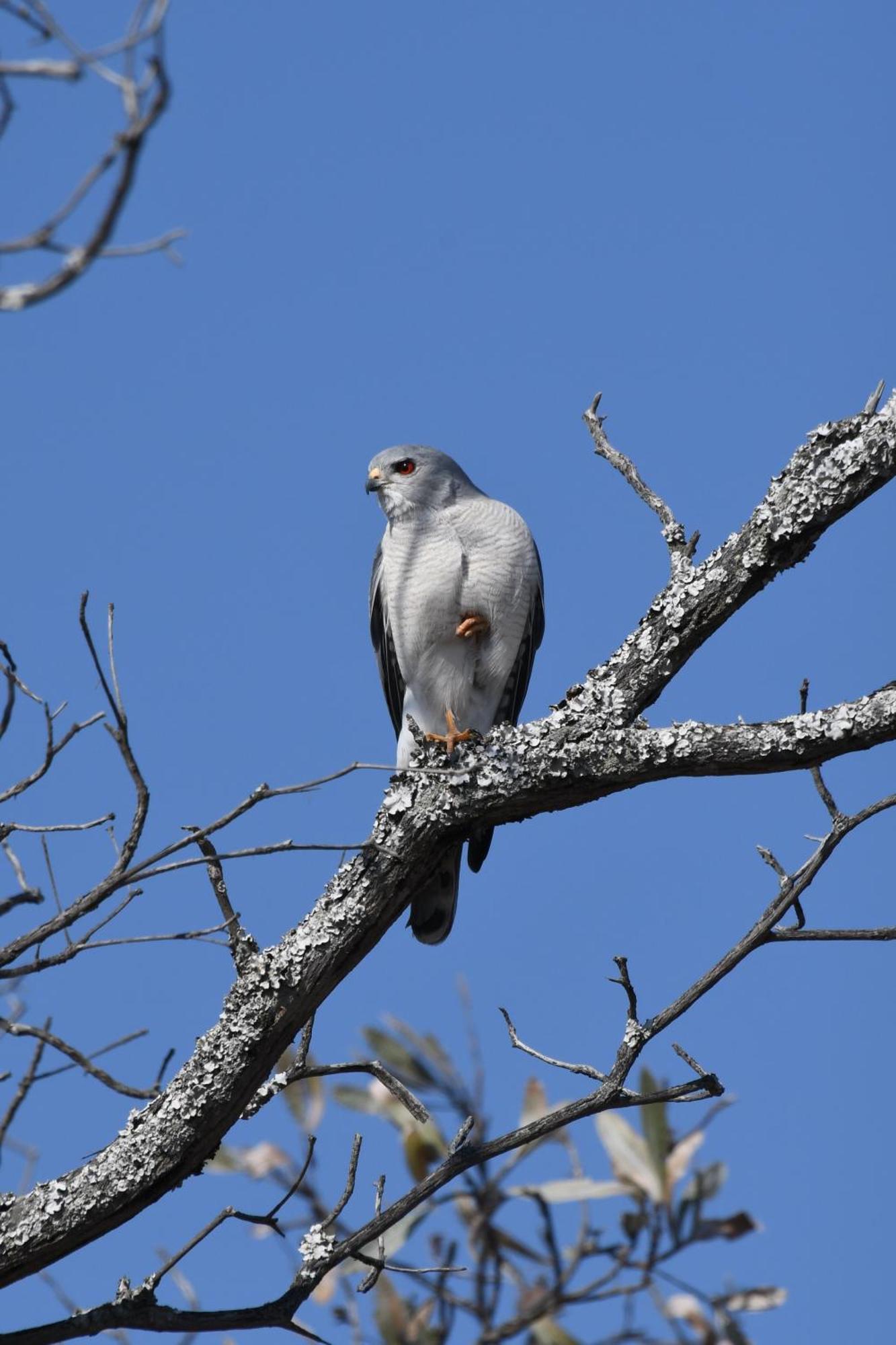 שמורת הצייד ולחפונדן Shibula Safari Lodge מראה חיצוני תמונה