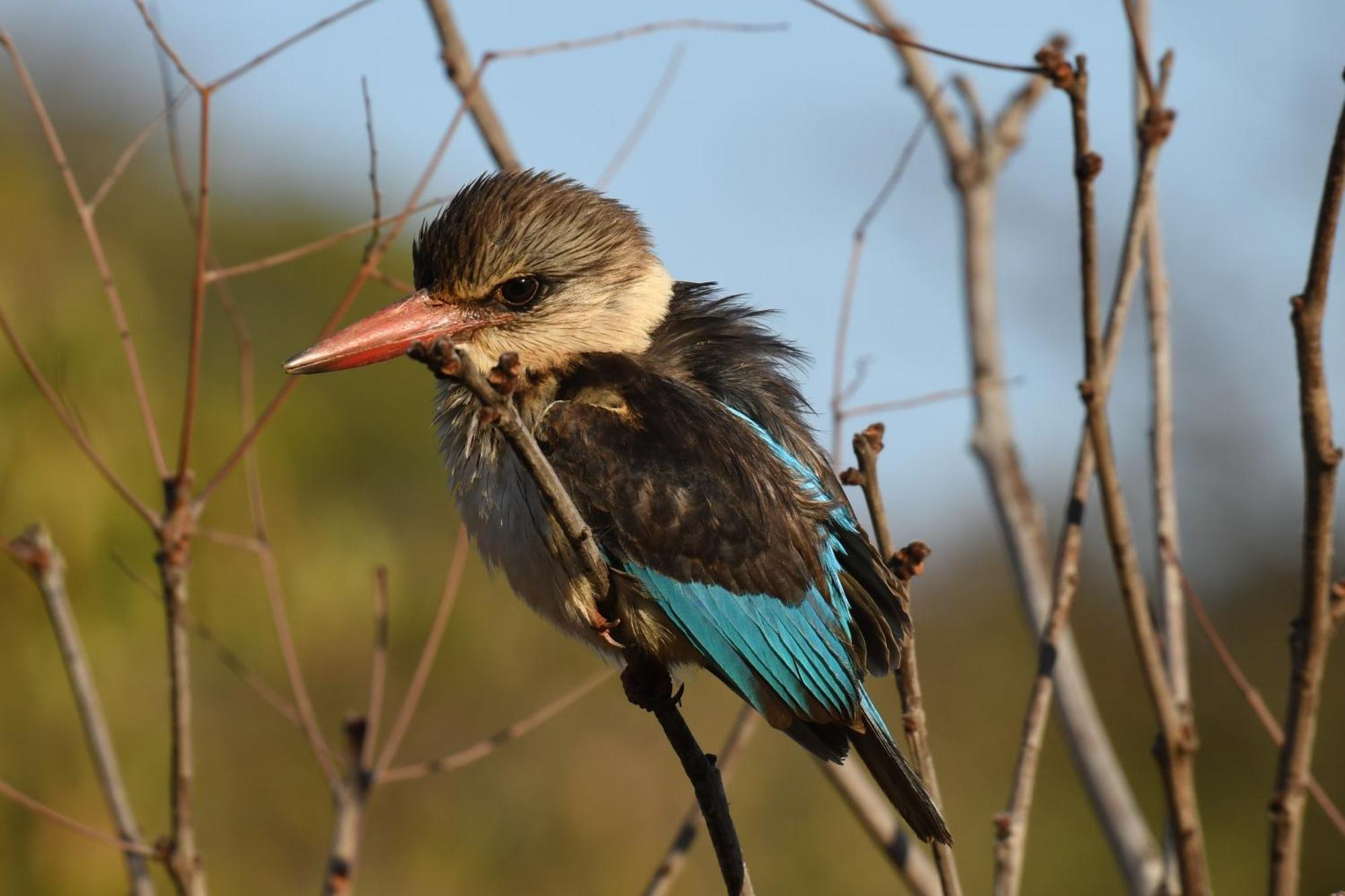 שמורת הצייד ולחפונדן Shibula Safari Lodge מראה חיצוני תמונה