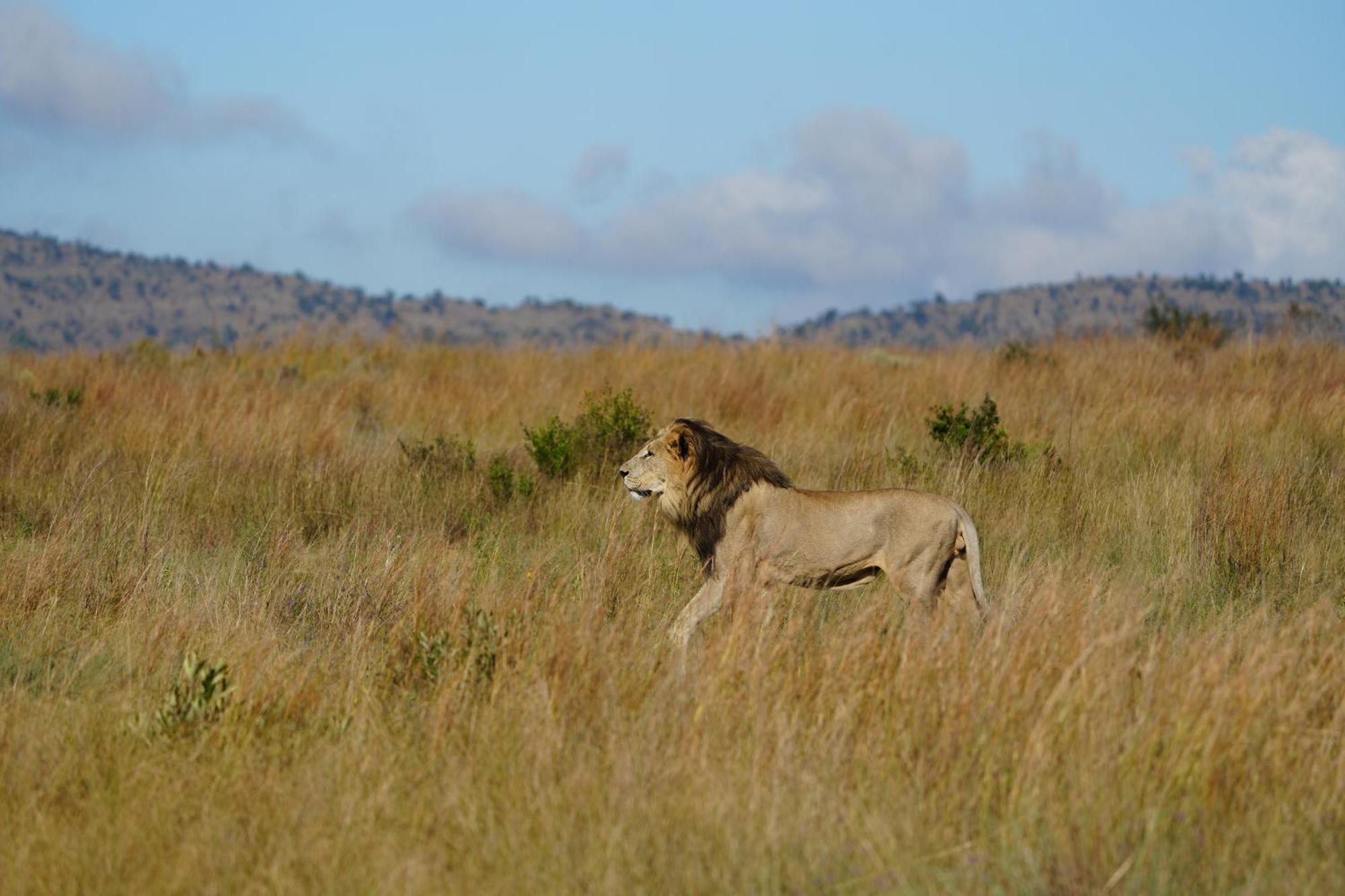שמורת הצייד ולחפונדן Shibula Safari Lodge מראה חיצוני תמונה