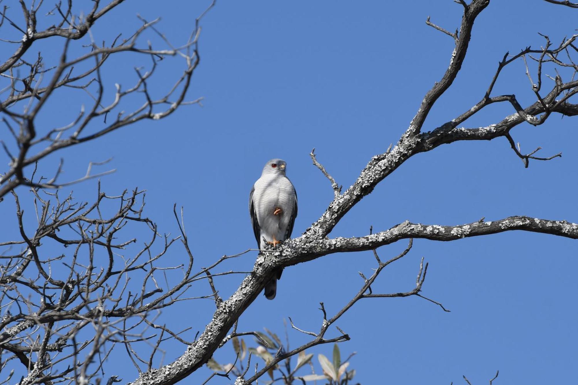 שמורת הצייד ולחפונדן Shibula Safari Lodge מראה חיצוני תמונה