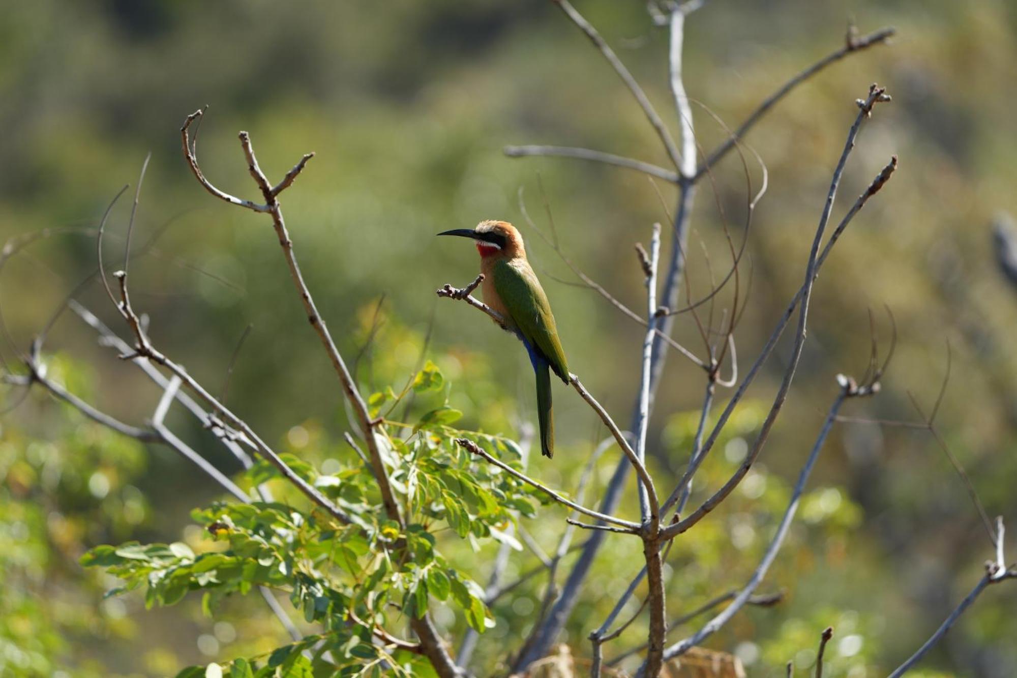 שמורת הצייד ולחפונדן Shibula Safari Lodge מראה חיצוני תמונה